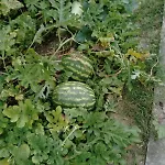Caruggiu Di Via Vecchia Feriegård Orco Feglino