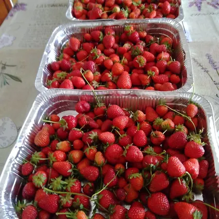 Caruggiu Di Via Vecchia Séjour à la ferme