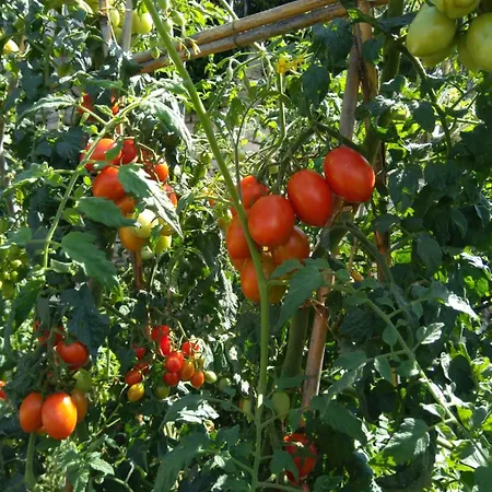 Séjour à la ferme Caruggiu Di Via Vecchia Orco Feglino