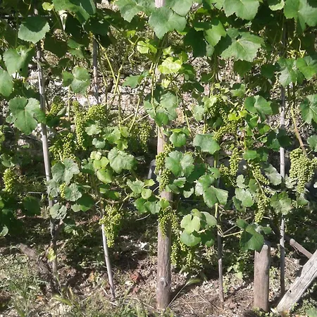 Caruggiu Di Via Vecchia Agroturismo *