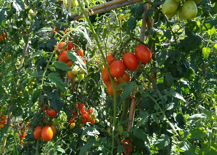Farm stay Caruggiu Di Via Vecchia Orco Feglino
